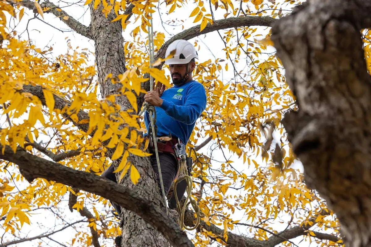 Skilled Tree Trimming crew working in Weston
